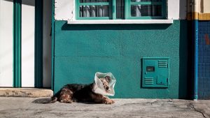 Emergencias-veterinarias-que-puede-cubrir-tu-seguro-de-perro-méxico
